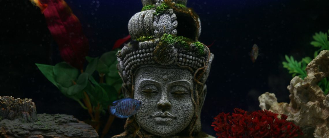 A mindful statue in a fish tank